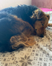 MARINKO, Hund, Mischlingshund in Biebertal - Bild 6