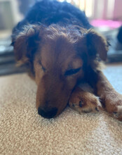 MARINKO, Hund, Mischlingshund in Biebertal - Bild 7