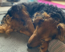 MARINKO, Hund, Mischlingshund in Biebertal - Bild 9