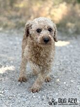 SASSYBOO, Hund, Mischlingshund in Slowakische Republik - Bild 1