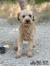 SASSYBOO, Hund, Mischlingshund in Slowakische Republik - Bild 2