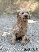 SASSYBOO, Hund, Mischlingshund in Slowakische Republik - Bild 4