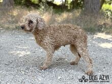 SASSYBOO, Hund, Mischlingshund in Slowakische Republik - Bild 5