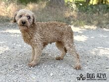 SASSYBOO, Hund, Mischlingshund in Slowakische Republik - Bild 6