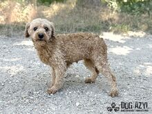 SASSYBOO, Hund, Mischlingshund in Slowakische Republik - Bild 7