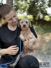 SASSYBOO, Hund, Mischlingshund in Slowakische Republik - Bild 8