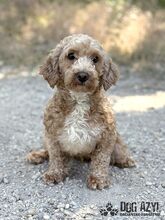 CHUBINA, Hund, Mischlingshund in Slowakische Republik - Bild 1