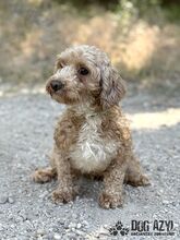 CHUBINA, Hund, Mischlingshund in Slowakische Republik - Bild 2