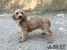 CHUBINA, Hund, Mischlingshund in Slowakische Republik - Bild 3
