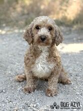 CHUBINA, Hund, Mischlingshund in Slowakische Republik - Bild 4