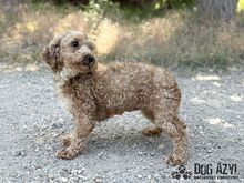 CHUBINA, Hund, Mischlingshund in Slowakische Republik - Bild 5