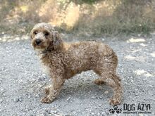 CHUBINA, Hund, Mischlingshund in Slowakische Republik - Bild 6