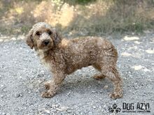 CHUBINA, Hund, Mischlingshund in Slowakische Republik - Bild 7