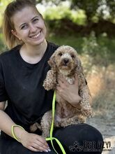 CHUBINA, Hund, Mischlingshund in Slowakische Republik - Bild 8