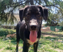 LOKI, Hund, Mischlingshund in Griechenland - Bild 1