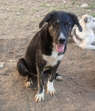 LOKI, Hund, Mischlingshund in Griechenland - Bild 2