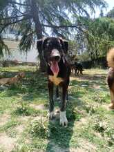 LOKI, Hund, Mischlingshund in Griechenland - Bild 4