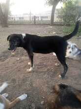 LOKI, Hund, Mischlingshund in Griechenland - Bild 5
