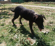 LOKI, Hund, Mischlingshund in Griechenland - Bild 6