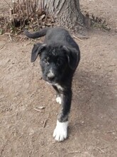 LOKI, Hund, Mischlingshund in Griechenland - Bild 7