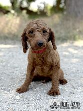ZAZA, Hund, Mischlingshund in Slowakische Republik - Bild 1