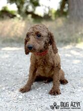 ZAZA, Hund, Mischlingshund in Slowakische Republik - Bild 2