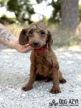 ZAZA, Hund, Mischlingshund in Slowakische Republik - Bild 3