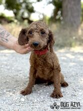 ZAZA, Hund, Mischlingshund in Slowakische Republik - Bild 4
