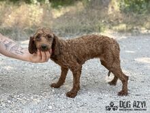 ZAZA, Hund, Mischlingshund in Slowakische Republik - Bild 5