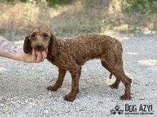 ZAZA, Hund, Mischlingshund in Slowakische Republik - Bild 6