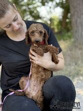 ZAZA, Hund, Mischlingshund in Slowakische Republik - Bild 7