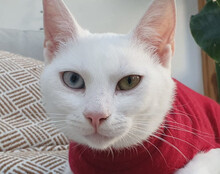 BJELA, Katze, Hauskatze in Hamburg - Bild 1