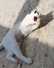 BJELA, Katze, Hauskatze in Hamburg - Bild 2