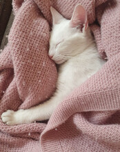 BJELA, Katze, Hauskatze in Hamburg - Bild 3