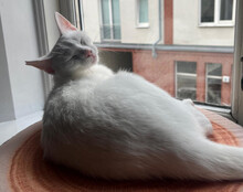 BJELA, Katze, Hauskatze in Hamburg - Bild 5