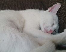 BJELA, Katze, Hauskatze in Hamburg - Bild 7