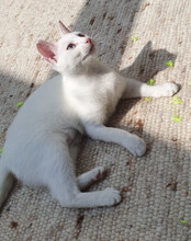 BJELA, Katze, Hauskatze in Hamburg - Bild 8