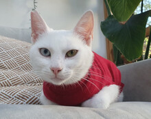 BJELA, Katze, Hauskatze in Hamburg - Bild 9