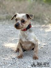 PEFFY, Hund, Mischlingshund in Slowakische Republik - Bild 2