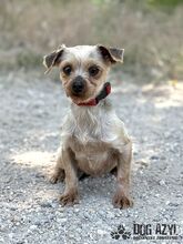 PEFFY, Hund, Mischlingshund in Slowakische Republik - Bild 3