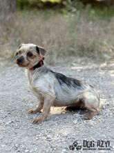 PEFFY, Hund, Mischlingshund in Slowakische Republik - Bild 4