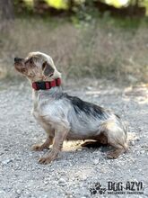 PEFFY, Hund, Mischlingshund in Slowakische Republik - Bild 5