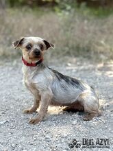 PEFFY, Hund, Mischlingshund in Slowakische Republik - Bild 6