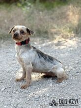 PEFFY, Hund, Mischlingshund in Slowakische Republik - Bild 7