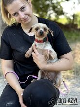 PEFFY, Hund, Mischlingshund in Slowakische Republik - Bild 8