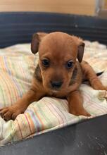 STANLEY, Hund, Podencomischling in Spanien - Bild 1