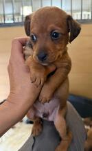 STANLEY, Hund, Podencomischling in Spanien - Bild 3