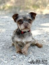 MINKY, Hund, Mischlingshund in Slowakische Republik - Bild 1
