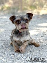 MINKY, Hund, Mischlingshund in Slowakische Republik - Bild 2