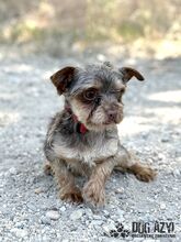 MINKY, Hund, Mischlingshund in Slowakische Republik - Bild 3